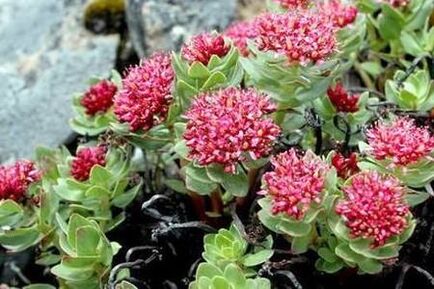 Rhodiola Pink for preparing an increase in the potency of tincture